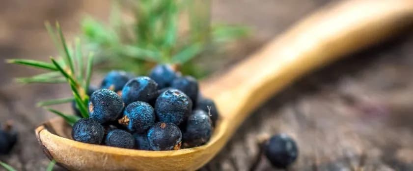 Jałowiec przyprawa do czego - odkryj jego wyjątkowe zastosowania w kuchni